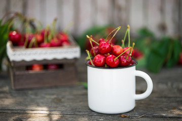 Wall Mural - Ripe Organic Freshly Picked Sweet Cherries in Vintage Enamel Mug on Green Foliage Garden Nature Background. Summer Harvest Vitamins Clean Eating Freshness Vegan. Poster Banner Template