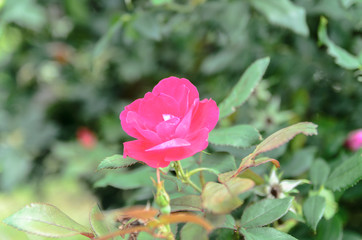 pink rose in garden