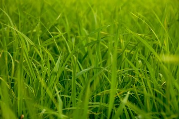 Green rice fields