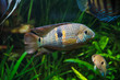 Yellow Acara Fish (Aequidens metae)