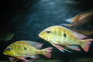 Wall Mural - Pair of Eartheater Cichlid (Geophagus Dicrozoster)