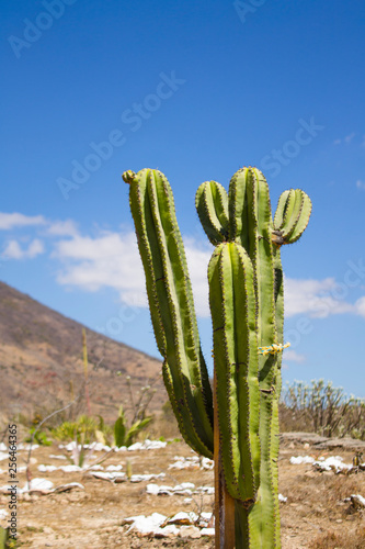 Cactus Et Paysage Aride Oaxaca Mexique Buy This Stock Photo