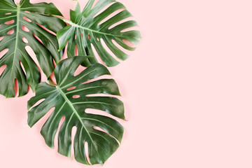 Wall Mural - Tropical palm leaves Monstera on pink background. Flat lay, top view