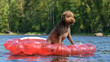Brown dog floats on the lake on air mattress. Dog breed: Lagotto Romagnolo.