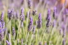 Lavender Flowers, Closeup View Of A Lavender Field Blooming In Spring