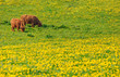 Cows eating Dandelions in grass