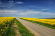 Country road through rapeseed field