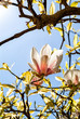Magnolia early blossom