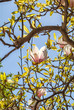 Magnolia tree blossoming