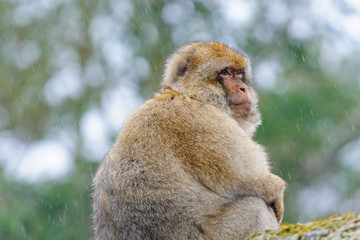 Wall Mural - Portrait of an adult Barbary macaque made in dutch semi-free park