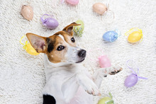 Cute Puppy Dog Lying Back On White Rug With Easter Painted Eggs. Happy Easter Eggs Hunt Concept Greeting Card, Above View