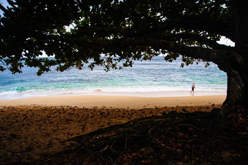 Wall Mural - Beautiful Tropical photos Silhouetted Trees