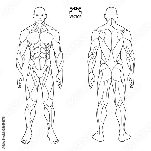 Human Body Anatomy Male Man Front And Back Muscular System Of Muscles Flat Medical Scheme Poster Of Training Healthcare Gym Vector Illustration Stock Vector Adobe Stock