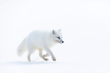 Arctic Fox On The Snow In Svalbard.
