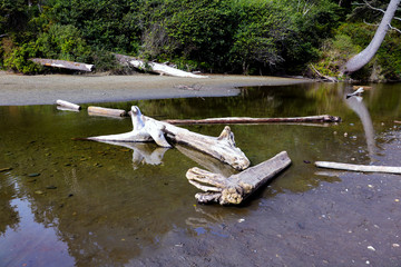 Wall Mural - Beautiful view of the beach in the Olympic National Park, Washington, USA.