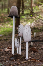 Edible Mushroom Coprinus Comatus In The Spruce Forest. Also Known As The Shaggy Ink Cap, Lawyer's Wig, Or Shaggy Mane. Natural Environment