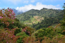 Vue Panoramique Champs Boquete Panama - Panoramic View Fields Panama