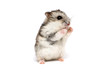 Small domestic hamster isolated on white background. Gray Syrian hamster stands on his hind legs isolated on a white background