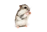 Fototapeta  - Small domestic hamster isolated on white background. Gray Syrian hamster stands on his hind legs isolated on a white background