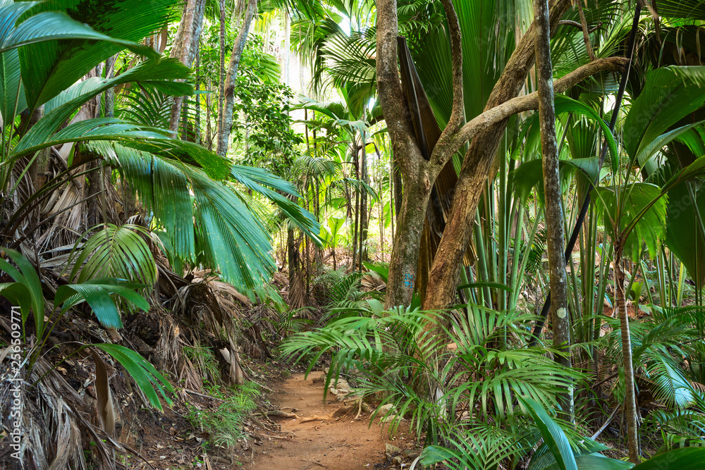 Footpath in tropical rainforest. The Vallee De Mai palm forest ( May Valley),  island of Praslin, Seychelles. - obrazy, fototapety, plakaty 