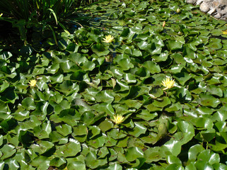 Water plants with flowers at the Botanical Garden, Cordoba, Argentina.