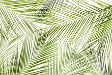 Tropical Green Palm Leaves On White Background. Flat Lay, Top View