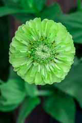 Wall Mural - Zinnia Green Envy Flowers