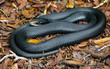 © MSBanyanRanchStudios - Comfy Wrap, black racer