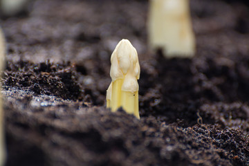 New spring season of white asparagus vegetable on field ready to harvest, white heads of asparagus growing up from the ground on farm