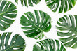 Tropical green leaves Monstera on white background. Flat lay, top view