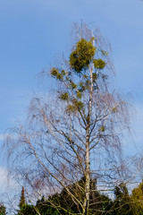 Sticker - mistletoe plant in a tree