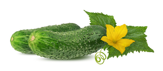 Cucumber with flower isolated on a white background