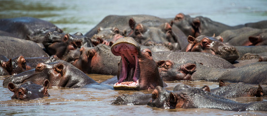 Wall Mural - hippo in water with wide open mouth. east africa. tanzania. serengeti national park