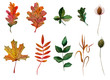 Watercolor elements set autumn leaves oak ashberry maple rosehip chestnut blade of grass bur