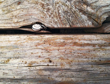 Snail On Old Cracked Wooden Planks