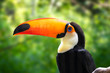 Colorful Toucan Closeup Portrait