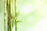 Fototapeta Sypialnia - Green bamboo stems on blurred background with space for text
