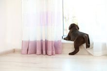 Chocolate Labrador Retriever Puppy On  Windowsill Indoors
