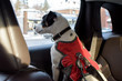 Dog in car wearing dog seat belt pet safety and transportation concept
