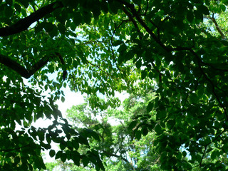 blue sky thru summer canopy 1