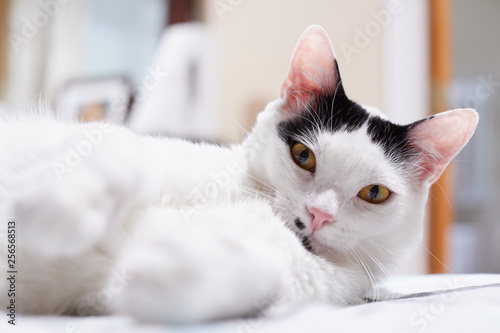 A Happy White Cat With Black Markings And Yellow Eyes Is