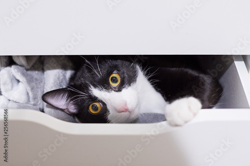 A Black And White Tuxedo Kitten Or Young Cat Is Hiding In A Drawer