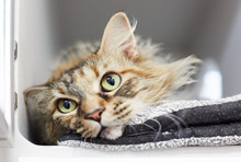 A Longhair Brown Tabby Cat Is Relaxing In A Cat Condo
