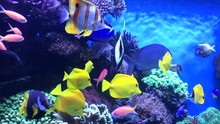 A Colorful Tropical Fish Aquarium Full Of Life And Movement.