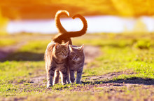 A Pair Of Cute Lovers Striped Cat Walking On A Sunny Path In A Warm Spring Garden Twisting Their Tails In The Heart