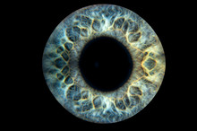 Human Blue Eye Iris. Pupil In Macro On Black Background