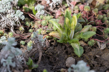 Wall Mural - Flower bud of spring primrose.