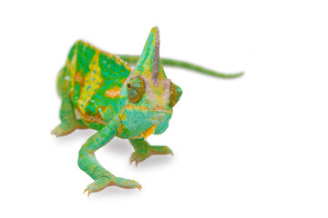 close view of a beautiful  green colorful  chamaeleo calyptratus looking forward. Species also called veiled, cone-head or yemen chameleon.