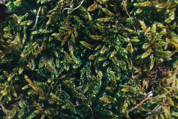 Aufkleber - Green moss on trees macro view.