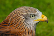 © Helen Davies - Red Kite (milvus milvus) close up portrait